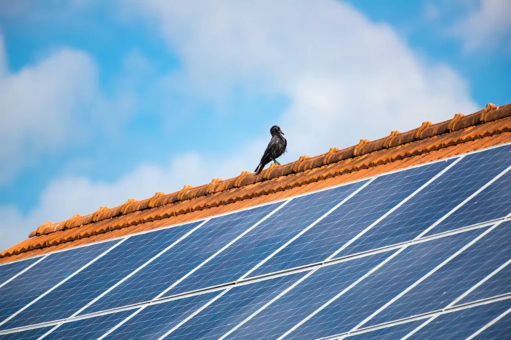 Protecting Solar Panels from Rodent Damage: A Comprehensive Guide